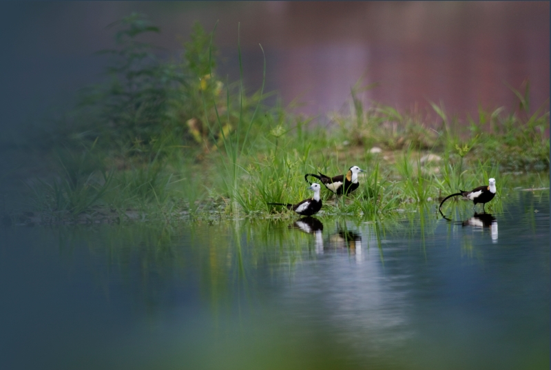 1-9） --湿地精灵：水雉，俗称菱角鸟，体态轻盈、姿态翩翩，有“凌波仙子”美称。MG_52121陈黎明.jpg